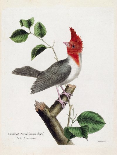 Zoologiskt diagram (ornitologi): Dominikanska kardinal Hupe (parare huppe eller paroaria coronata) på en gren. Illustration i "Fåglarnas historia, målade i deras utseende och känsliga aspekter" av Francois Nicolas Martinet (1731-1800). Privata samlingar av Francois Nicolas Martinet