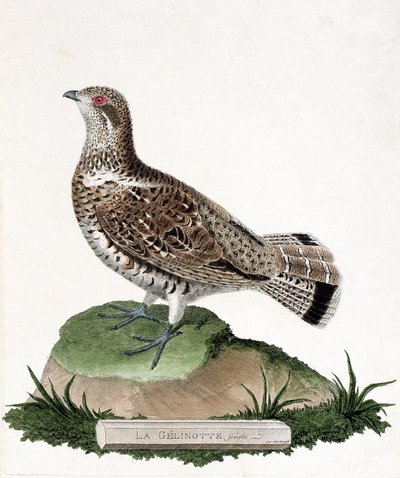 Zoologiskt diagram (ornitologi): Gelinotte hona (trägelinotte eller bonasia bonasia). Illustration i "Fåglarnas historia, målade i deras utseende och känsliga aspekter" av Francois Nicolas Martinet (1731-1800). Privat samling. av Francois Nicolas Martinet