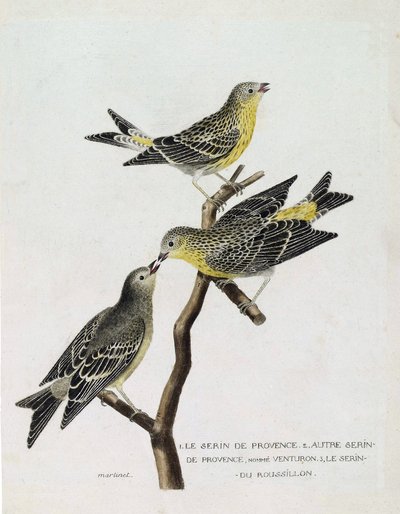 Zoologiskt diagram (ornitologi): Uppifrån och ned: serin du Roussillon (serin Cini eller serinus serinus) på en gren, serin de provence (venturon montagnard eller serinus citrinella) och andra serin de provence. Illustration i "The History of the Birds, P av Francois Nicolas Martinet