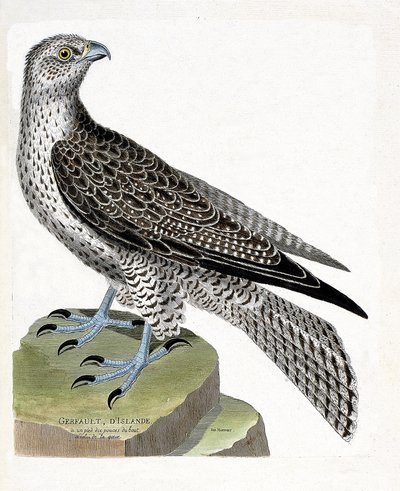 Zoologiskt diagram (ornitologi): isländsk gerfault (gerfaut falk eller falco rusticolus). Illustration i "Fåglarnas historia, målade i deras utseende och känsliga aspekter" av Francois Nicolas Martinet (1731-1800). Privat samling. av Francois Nicolas Martinet