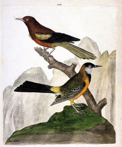 Zoologiskt diagram (ornitologi): Ilinois koltrast (Baltimore oriole eller icterius bonana) och Guyana koltrast (Martinique oriole eller icterius bonana) på en gren. Illustration i "Fåglarnas historia, målade i deras utseende och känsliga aspekter" av av Francois Nicolas Martinet