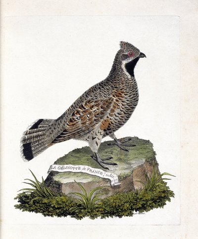 Zoologiskt diagram (ornitologi): La gelinotte de France hane (gelinotte des bois eller bonasia bonasia). Illustration i "Fåglarnas historia, målade i deras utseende och känsliga aspekter" av Francois Nicolas Martinet (1731-1800). Privat samling. av Francois Nicolas Martinet