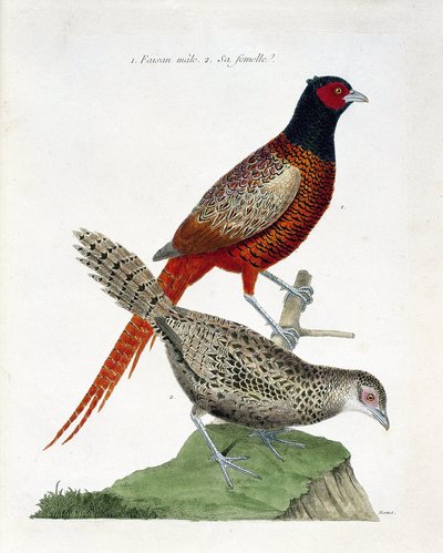 Zoologiskt diagram (ornitologi): Manlig fasan och hona (colchid fasan eller Phasianus colchicus). Illustration i "Fåglarnas historia, målade i deras utseende och känsliga aspekter" av Francois Nicolas Martinet (1731-1800). Privat samling. av Francois Nicolas Martinet