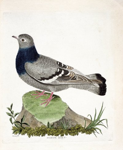Zoologiskt diagram (ornitologi): Duva biset (Columbia livia). Illustration i "Fåglarnas historia, målade i deras utseende och känsliga aspekter" av Francois Nicolas Martinet (1731-1800). Privat samling. av Francois Nicolas Martinet