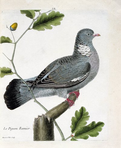 Zoologiskt diagram (ornitologi): Den grenade duvan (columba palumbus) på en gren. Illustration i "Fåglarnas historia, målade i deras utseende och känsliga aspekter" av Francois Nicolas Martinet (1731-1800). Privat samling. av Francois Nicolas Martinet