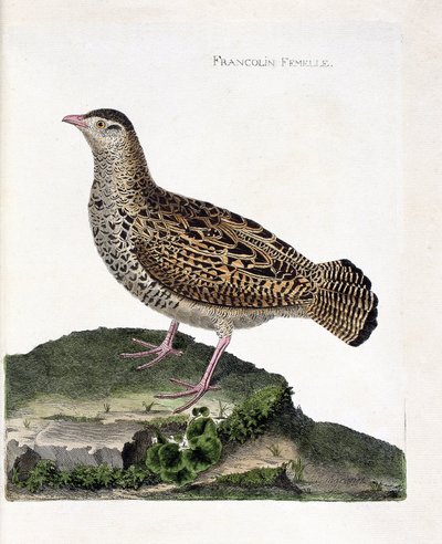 Zoologiskt diagram (ornitologi): Den kvinnliga francolinen (francolin noir eller francolinus francolinus). Illustration i "Fåglarnas historia, målade i deras utseende och känsliga aspekter" av Francois Nicolas Martinet (1731-1800). Privat samling. av Francois Nicolas Martinet