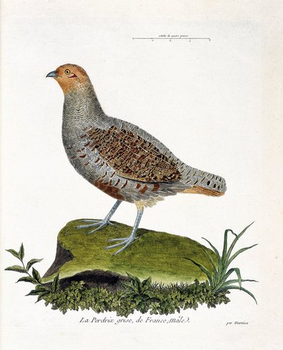 Zoologiskt diagram (ornitologi): Frankrikes grå rapphöna, hane (grårapphöna eller rapphöna). Illustration i "Fåglarnas historia, målade i deras utseende och känsliga aspekter" av Francois Nicolas Martinet (1731-1800). Privat samling. av Francois Nicolas Martinet