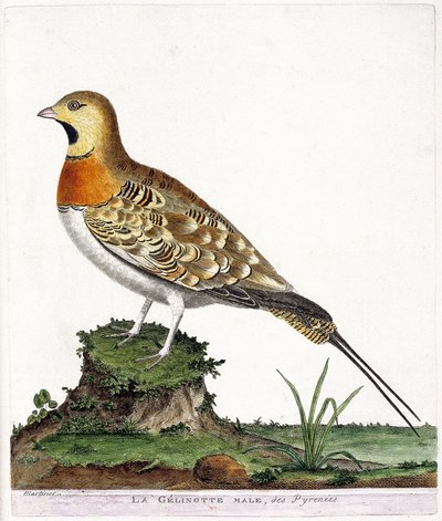 Zoologiskt diagram (ornitologi): Den manliga gelinotten i Pyrenéerna (Ganga cata eller pterocles alchata). Illustration i "Fåglarnas historia, målade i deras utseende och känsliga aspekter" av Francois Nicolas Martinet (1731-1800). Privat samling. av Francois Nicolas Martinet