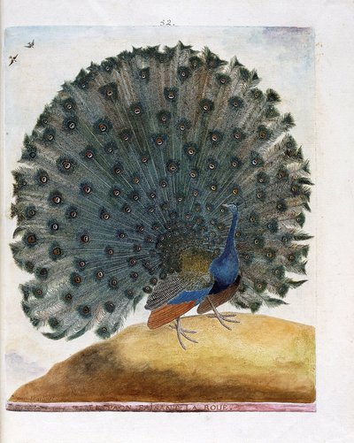 Zoologiskt diagram (ornitologi): Påfågeln som gör hjulet (blå påfågel eller Pavo cristatus). Illustration i "Fåglarnas historia, målade i deras utseende och känsliga aspekter" av Francois Nicolas Martinet (1731-1800). Privat samling. av Francois Nicolas Martinet