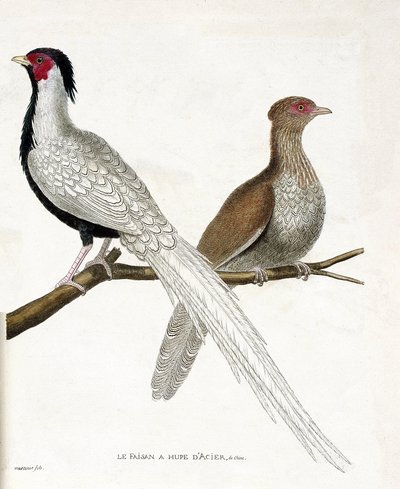 Zoologiskt diagram (ornitologi): Fasanen har en kinesisk stålhupe och dess hona (silverfasan eller Lophura nycthemera) på en gren. Illustration i "Fåglarnas historia, målade i deras utseende och känsliga aspekter" av Francois Nicolas Marti av Francois Nicolas Martinet