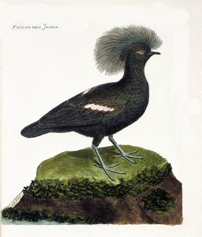 Zoologiskt diagram (ornitologi): Indiens fasan (gourakrona eller goura cristata). Illustration i "Fåglarnas historia, målade i deras utseende och känsliga aspekter" av Francois Nicolas Martinet (1731-1800). Privat samling. av Francois Nicolas Martinet