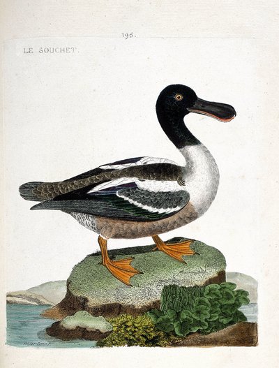 Zoologiskt diagram (ornitologi): Stammen (ankstrumbär eller anas clypeata). Illustration i "Fåglarnas historia, målade i deras utseende och känsliga aspekter" av Francois Nicolas Martinet (1731-1800). Privat samling. av Francois Nicolas Martinet