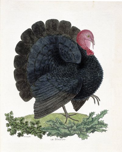 Zoologiskt diagram (ornitologi): Turkiet (inhemsk kalkon eller Melaeagris gallopavo). Illustration i "Fåglarnas historia, målade i deras utseende och känsliga aspekter" av Francois Nicolas Martinet (1731-1800) (gravyr) av Francois Nicolas Martinet