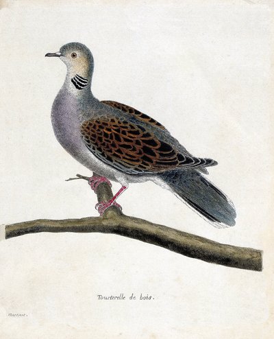 Zoologiskt diagram (ornitologi): Vedduva (vedduva eller streptopelia turtur) på en gren. Illustration i "Fåglarnas historia, målade i deras utseende och känsliga aspekter" av Francois Nicolas Martinet (1731-1800). Privat samling. av Francois Nicolas Martinet