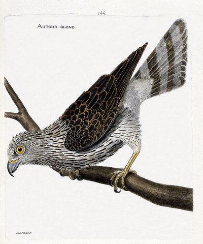 Zoologiskt diagram (ornitologi): runt blond (runt hökar eller accipiter gentilis) på en gren. Illustration i "Fåglarnas historia, målade i deras utseende och känsliga aspekter" av Francois Nicolas Martinet (1731-1800). Privat samling. av Francois Nicolas Martinet