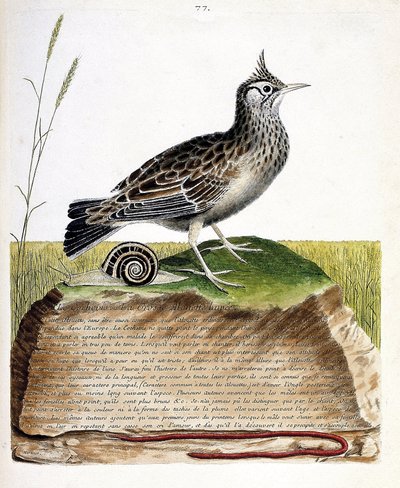 Zoologiskt diagram (ornitologi): cochevis (cochevis huppe eller Galerida cristata). Illustration i "Fåglarnas historia, målade i deras utseende och känsliga aspekter" av Francois Nicolas Martinet (1731-1800). Privat samling. av Francois Nicolas Martinet