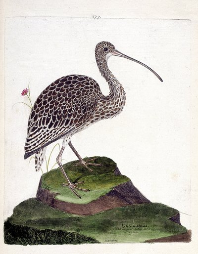 Zoologiskt diagram (ornitologi): slingor (skulpaska eller numenius arquata). Illustration i "Fåglarnas historia, målade i deras utseende och känsliga aspekter" av Francois Nicolas Martinet (1731-1800). Privat samling. av Francois Nicolas Martinet