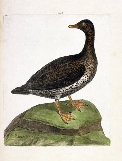 Zoologiskt diagram (ornitologi): ejderhona (ejder ett dun eller somateria mollissima). Illustration i "Fåglarnas historia, målade i deras utseende och känsliga aspekter" av Francois Nicolas Martinet (1731-1800). Privat samling. av Francois Nicolas Martinet
