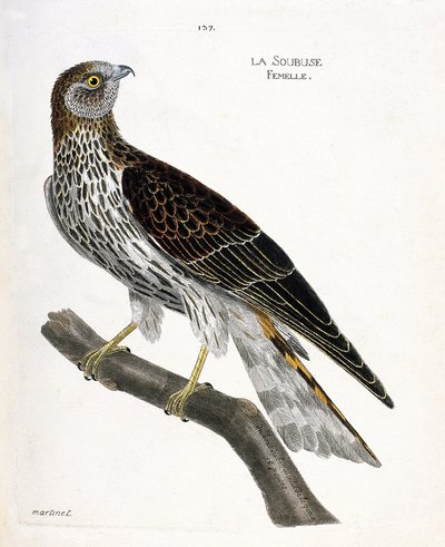 Zoologiskt diagram (ornitologi): kvinnlig soubuse (busard saint martin eller cirkus cyaneus) på en gren. Illustration i "Fåglarnas historia, målade i deras utseende och känsliga aspekter" av Francois Nicolas Martinet (1731-1800). Privat samling. av Francois Nicolas Martinet