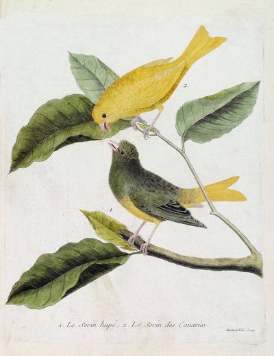 Zoologiskt diagram (ornitologi): från botten till toppen: Serin hupe (serin des canaries eller serinus canaria) och serin des canaries på en gren. Illustration i "Fåglarnas historia, målade i deras utseende och känsliga aspekter" av Francois Nico av Francois Nicolas Martinet