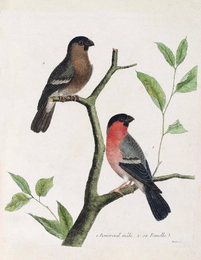Zoologiskt diagram (ornitologi): från botten till toppen: bouvreil hane och hona (pion bouvreil eller pyrrhula pyrrrhula) på en gren. Illustration i "Fåglarnas historia, målade i deras utseende och känsliga aspekter" av Francois Nicolas Martinet (1731) av Francois Nicolas Martinet
