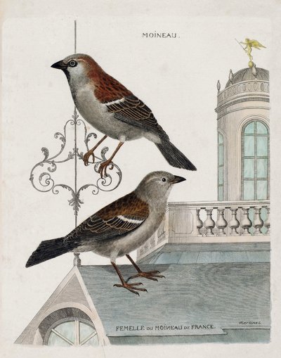 Zoologiskt diagram (ornitologi): uppifrån och ned: Sparv och hona av sparven i Frankrike (tamsparv eller pass domesticus). Illustration i "Fåglarnas historia, målade i deras utseende och känsliga aspekter" av Francois Nicolas Martinet av Francois Nicolas Martinet