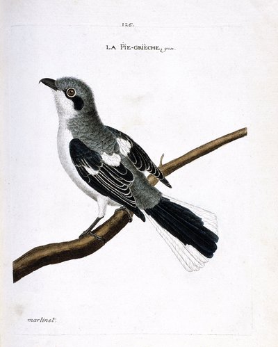 Zoologiskt diagram (ornitologi): grå grieche (grå shrike eller lanius excubitor) på en gren. Illustration i "Fåglarnas historia, målade i deras utseende och känsliga aspekter" av Francois Nicolas Martinet (1731-1800). Privat samling. av Francois Nicolas Martinet