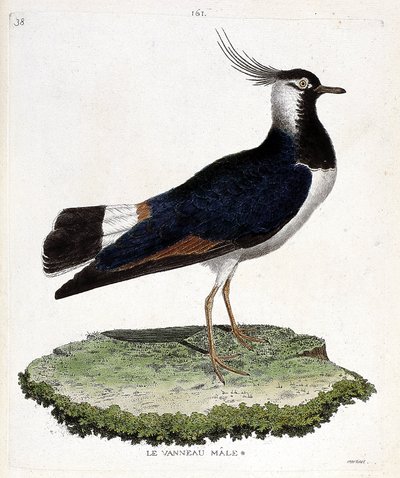 Zoologiskt diagram (ornitologi): lamm av hankön (ögla eller vanellus vanellus). Illustration i "Fåglarnas historia, målade i deras utseende och känsliga aspekter" av Francois Nicolas Martinet (1731-1800). Privat samling. av Francois Nicolas Martinet