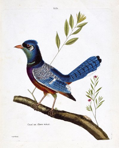 Zoologiskt diagram (ornitologi): Siam jay hane (blue jay eller cyanocitta cristata) på en gren. Illustration i "Fåglarnas historia, målade i deras utseende och känsliga aspekter" av Francois Nicolas Martinet (1731-1800). Privat samling. av Francois Nicolas Martinet