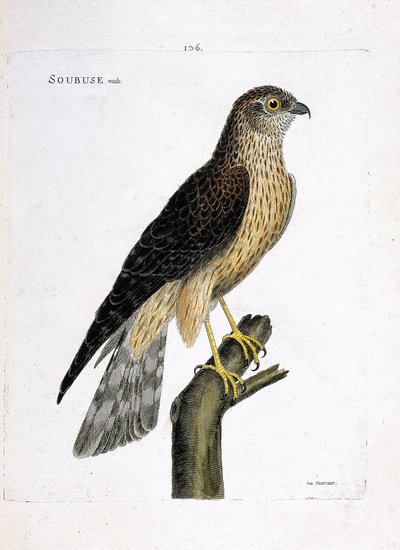 Zoologiskt diagram (ornitologi): manlig soubuse (busard saint martin eller cirkus cyaneus) på en gren. Illustration i "Fåglarnas historia, målade i deras utseende och känsliga aspekter" av Francois Nicolas Martinet (1731-1800). Privat samling. av Francois Nicolas Martinet