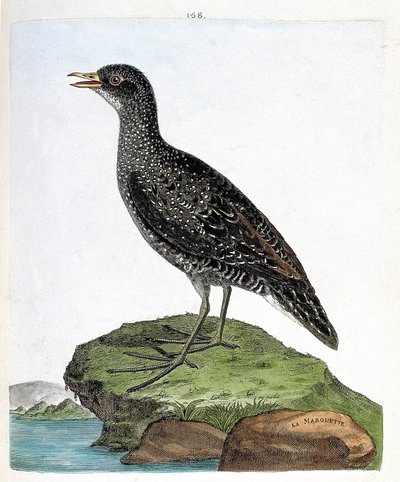 Zoologiskt diagram (ornitologi): marouette (fläckmarouett eller porzana porzana). Illustration i "Fåglarnas historia, målade i deras utseende och känsliga aspekter" av Francois Nicolas Martinet (1731-1800). Privat samling. av Francois Nicolas Martinet