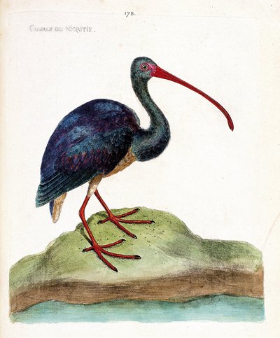 Zoologiskt diagram (ornitologi): nigritie