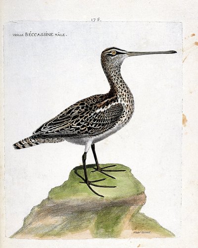 Zoologiskt diagram (ornitologi): gammal hane becassine (marsh becassine eller gallinago gallinago). Illustration i "Fåglarnas historia, målade i deras utseende och känsliga aspekter" av Francois Nicolas Martinet (1731-1800). Privat samling. av Francois Nicolas Martinet