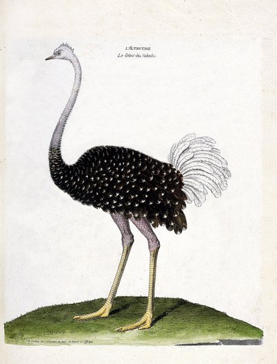 Zoologiskt diagram (ornitologi): struts (struthio camelus). Illustration i "Fåglarnas historia, målade i deras utseende och känsliga aspekter" av Francois Nicolas Martinet (1731-1800). Privat samling. av Francois Nicolas Martinet