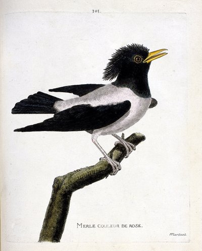 Zoologiskt diagram (ornitologi): rosa koltrast (rödaktig stare eller sturnus roseus) på en gren. Illustration i "Fåglarnas historia, målade i deras utseende och känsliga aspekter" av Francois Nicolas Martinet (1731-1800). Privat samling. av Francois Nicolas Martinet