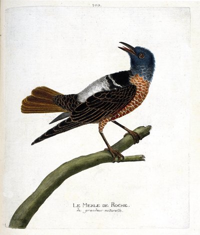 Zoologiskt diagram (ornitologi): stenkoltrast (stenkoltrast eller monticola saxatilis). Illustration i "Fåglarnas historia, målade i deras utseende och känsliga aspekter" av Francois Nicolas Martinet (1731-1800). Privat samling. av Francois Nicolas Martinet