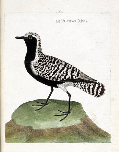 Zoologiskt diagram (ornitologi): det schweiziska lammet (silverpipare eller pluvialis squatarola). Illustration i "Fåglarnas historia, målade i deras utseende och känsliga aspekter" av Francois Nicolas Martinet (1731-1800). Privat samling. av Francois Nicolas Martinet