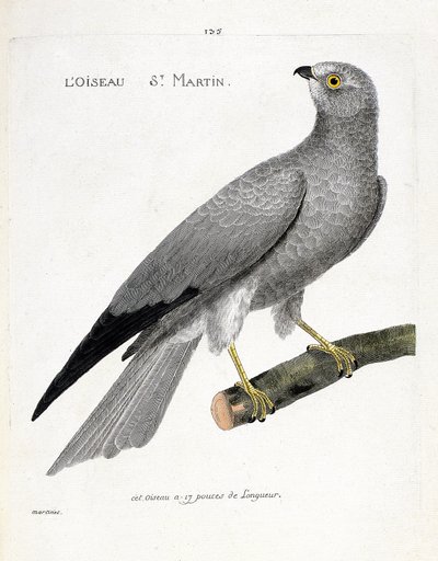 Zoologiskt diagram (ornitologi): fågeln saint martin (busard saint martin eller cirkus cyaneus) på en gren. Illustration i "Fåglarnas historia, målade i deras utseende och känsliga aspekter" av Francois Nicolas Martinet (1731-1800). Privat samling av Francois Nicolas Martinet
