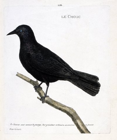 Zoologiskt diagram (ornitologi): kålen (tornens kål eller corvus monedula) på en gren. Illustration i "Fåglarnas historia, målade i deras utseende och känsliga aspekter" av Francois Nicolas Martinet (1731-1800). Privat samling. av Francois Nicolas Martinet