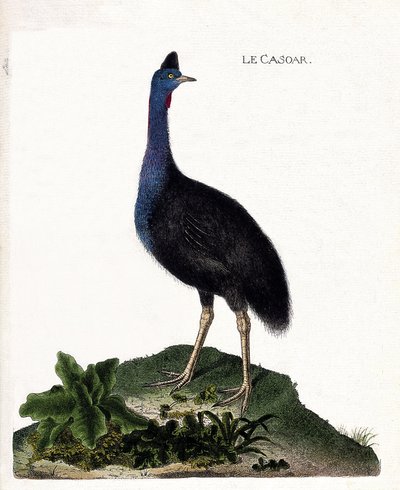 Zoologiskt diagram (ornitologi): casoaren (casoar en hjälm eller cassuarius cassuarius). Illustration i "Fåglarnas historia, målade i deras utseende och känsliga aspekter" av Francois Nicolas Martinet (1731-1800). Privat samling. av Francois Nicolas Martinet