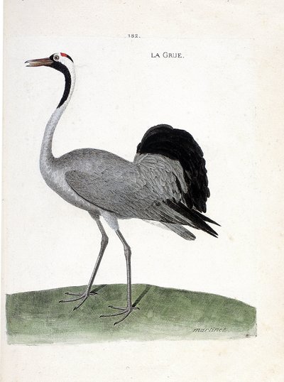 Zoologiskt diagram (ornitologi): tranan (asktrana eller grus grus) - Illustration i "Fåglarnas historia, målad i deras uppenbara och känsliga aspekter" av Francois Nicolas Martinet (1731-1800) - Privat samling av Francois Nicolas Martinet