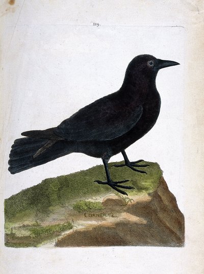 Zoologiskt diagram (ornitologi): kråkan (svart kråka eller corvus corone). Illustration i "Fåglarnas historia, målade i deras utseende och känsliga aspekter" av Francois Nicolas Martinet (1731-1800). Privat samling. av Francois Nicolas Martinet