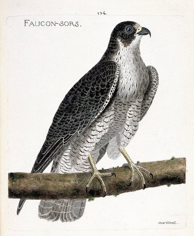 Zoologiskt diagram (ornitologi): falken kommer ut eller falken ut (pelerinefalk eller falco peregrinus) på en gren. Illustration i "Fåglarnas historia, målade i deras utseende och känsliga aspekter" av Francois Nicolas Martinet (1731-1800). Pri av Francois Nicolas Martinet