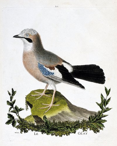 Zoologiskt diagram (ornitologi): geayen (kanalskrika eller garrulus glandarius). Illustration i "Fåglarnas historia, målade i deras utseende och känsliga aspekter" av Francois Nicolas Martinet (1731-1800). Privat samling. av Francois Nicolas Martinet