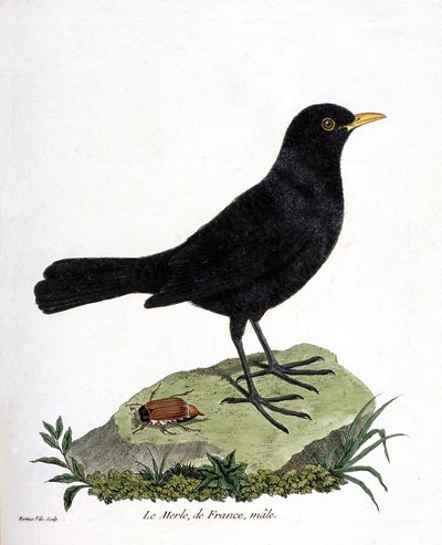 Zoologiskt diagram (ornitologi): koltrasthanen (svartkoltrast eller turdus merula). Illustration i "Fåglarnas historia, målade i deras utseende och känsliga aspekter" av Francois Nicolas Martinet (1731-1800). Privat samling. av Francois Nicolas Martinet