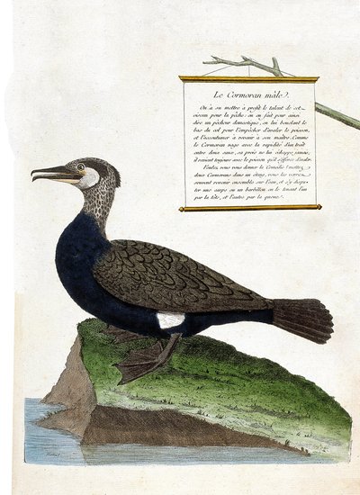 Zoologiskt diagram (ornitologi): hanskarven (storskarv eller phalacrocorax carbo). Illustration i "Fåglarnas historia, målade i deras utseende och känsliga aspekter" av Francois Nicolas Martinet (1731-1800). Privat samling. av Francois Nicolas Martinet