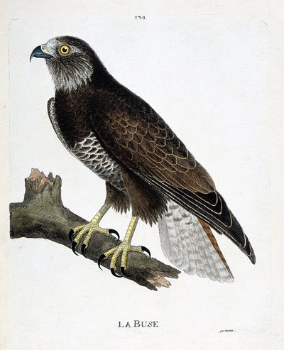 Zoologiskt diagram (ornitologi): munstycket (variabelt munstycke eller buteo buteo) på en gren. Illustration i "Fåglarnas historia, målade i deras utseende och känsliga aspekter" av Francois Nicolas Martinet (1731-1800). Privat samling. av Francois Nicolas Martinet