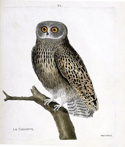 Zoologiskt diagram (ornitologi): ugglan (hulotteuggla eller strix aluco) på en gren. Illustration i "Fåglarnas historia, målade i deras utseende och känsliga aspekter" av Francois Nicolas Martinet (1731-1800). Privat samling. av Francois Nicolas Martinet