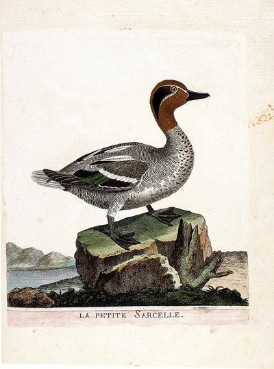Zoologiskt diagram (ornitologi): den lilla krickan (vinterkrickan eller anas crecca). Illustration i "Fåglarnas historia, målade i deras utseende och känsliga aspekter" av Francois Nicolas Martinet (1731-1800). Privat samling. av Francois Nicolas Martinet