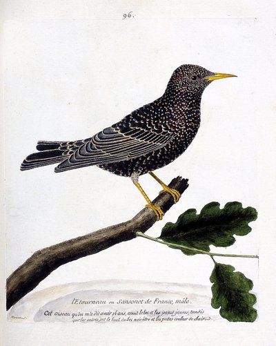 Zoologiskt diagram (ornitologi): staren eller sansonet (stare eller sturnus vulgaris) på en gren. Illustration i "Fåglarnas historia, målade i deras utseende och känsliga aspekter" av Francois Nicolas Martinet (1731-1800). Privat samling. av Francois Nicolas Martinet